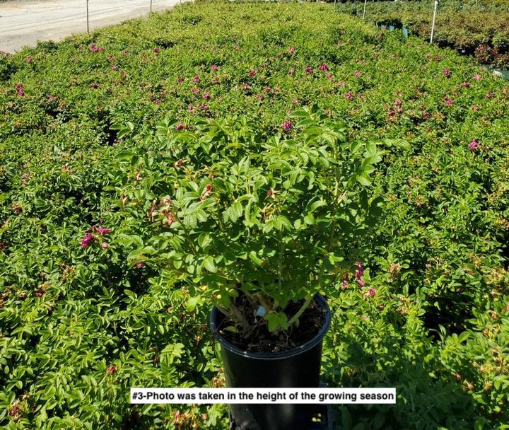 ROSA X `PURPLE PAVEMENT`