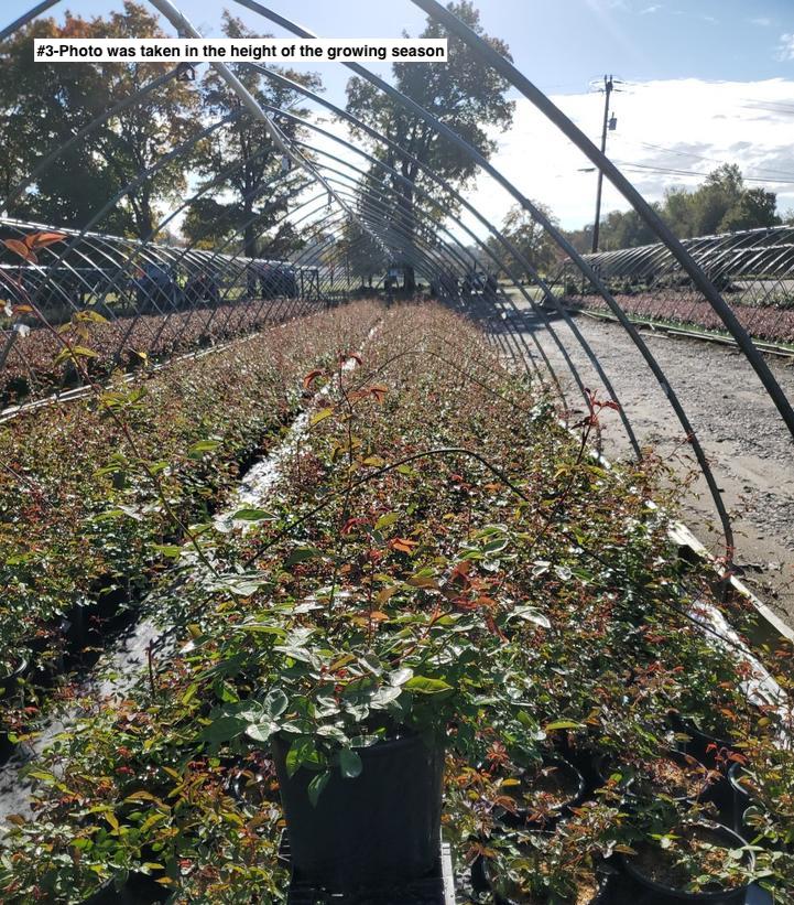 ROSA `ZEPHIRINE DROUHIN` - CL