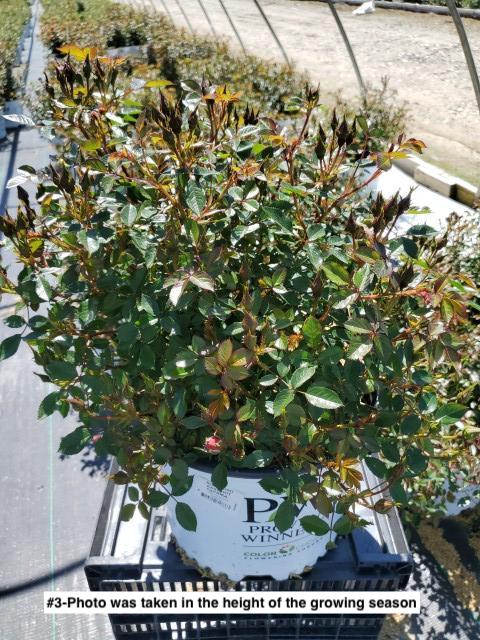 ROSA `OSO EASY HOT PAPRIKA`