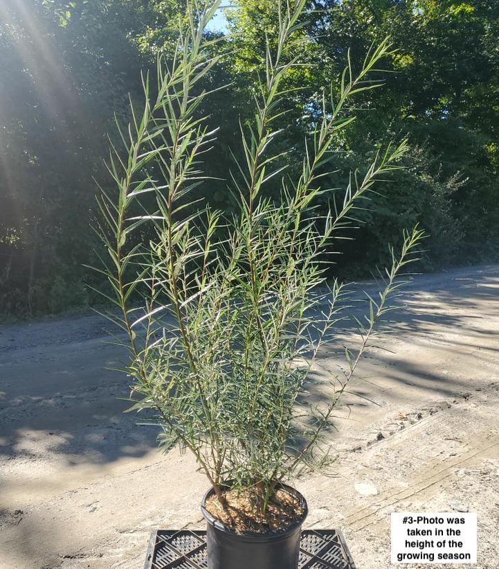 SALIX ELAEAGNOS