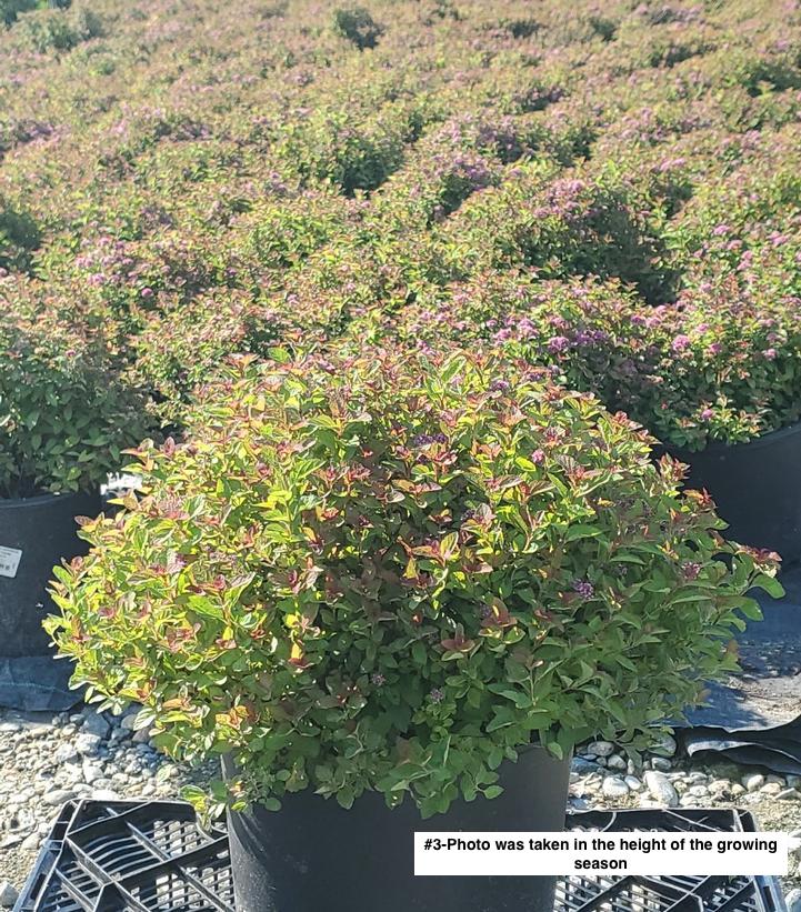 SPIRAEA JAPONICA `NORTHERN LIGHTS`