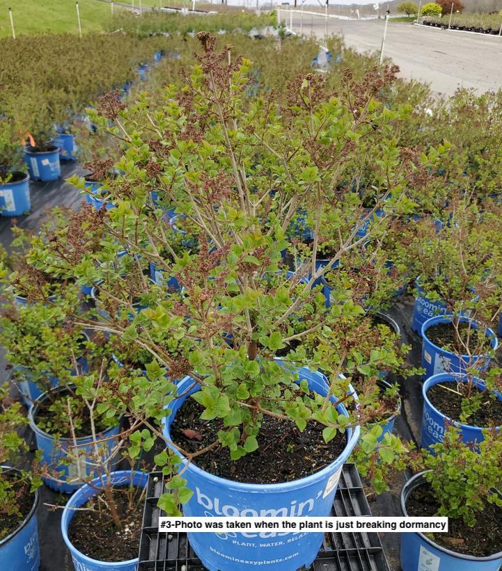 SYRINGA MEYERI `PEARL POTION`