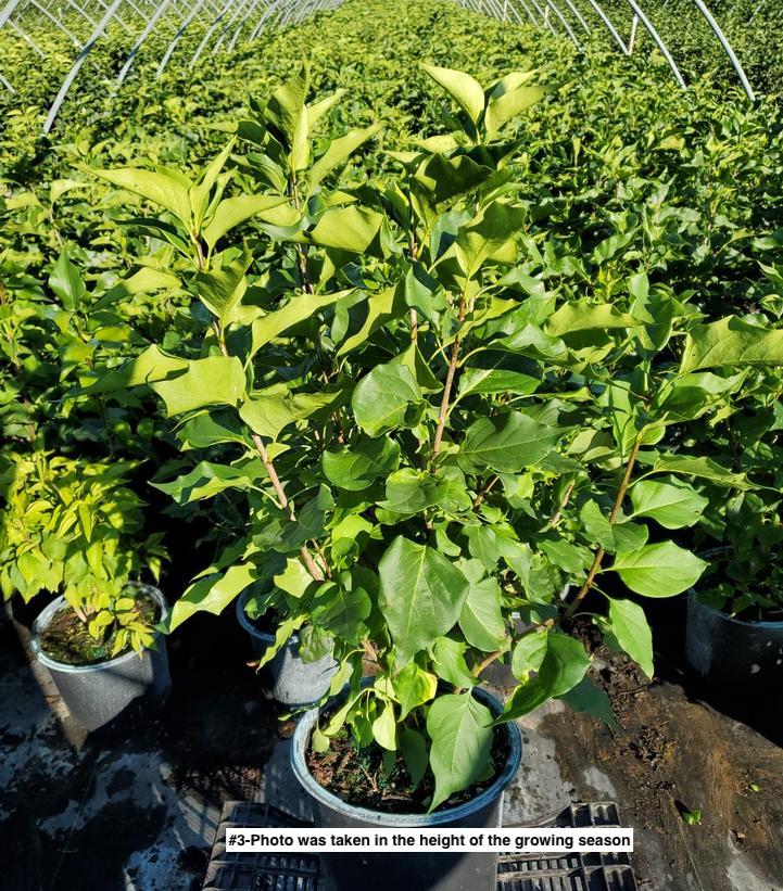 SYRINGA VULGARIS NEW AGE `WHITE`
