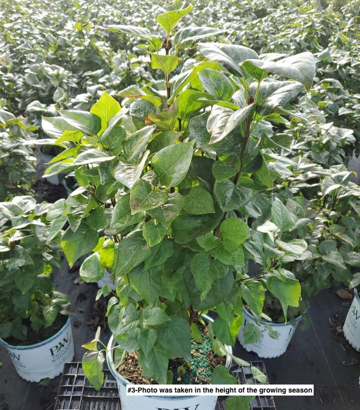 SYRINGA X HYACINTH. SCENTARA `DOUBLE BLUE`