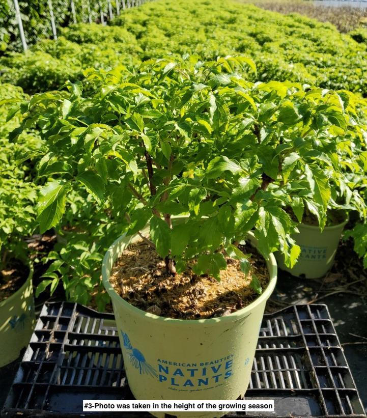 SAMBUCUS CANADENSIS `ADAMS`