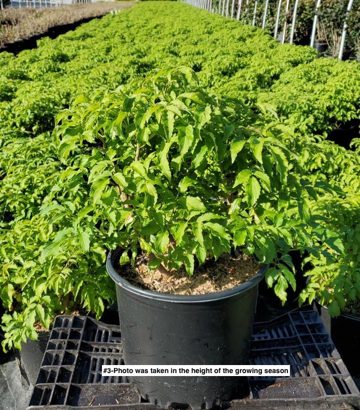 SAMBUCUS CANADENSIS `YORK`