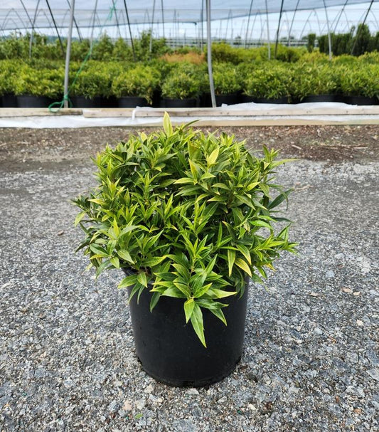 SARCOCOCCA HUMILIS