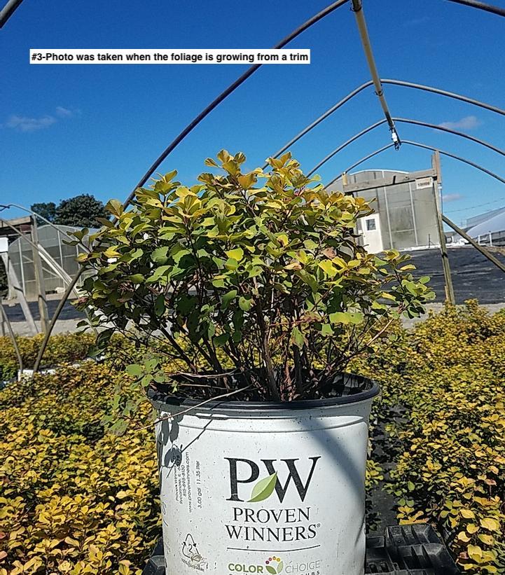 SPIRAEA BETULIFOLIA `GLOW GIRL`