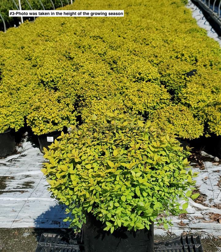 SPIRAEA BUMALDA `GOLDMOUND`