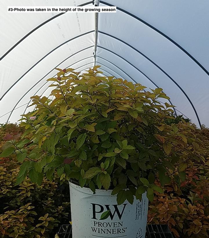 SPIRAEA JAPONICA DOUBLE PLAY `BIG BANG`