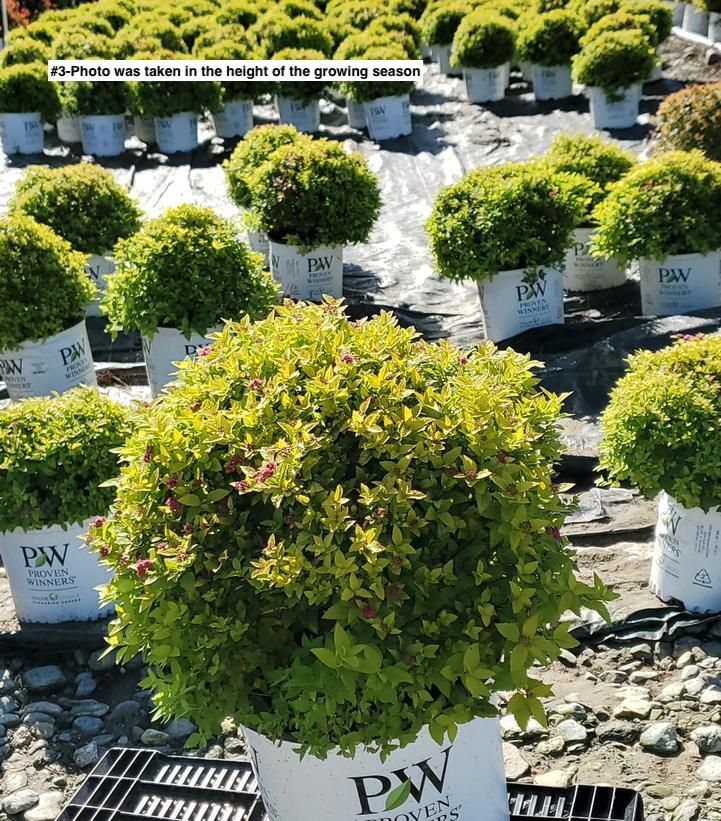 SPIRAEA JAPONICA DOUBLE PLAY `GOLD`