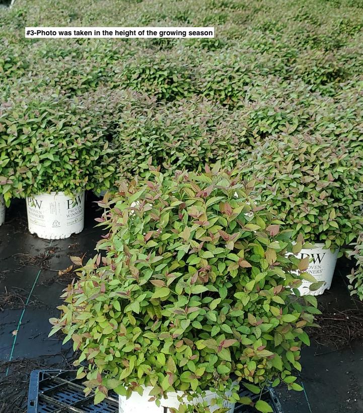 SPIRAEA JAPONICA DOUBLE PLAY `RED`