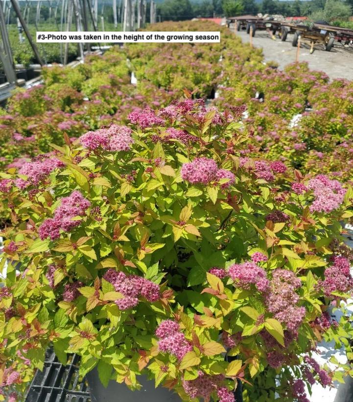 SPIRAEA JAPONICA `MAGIC CARPET`