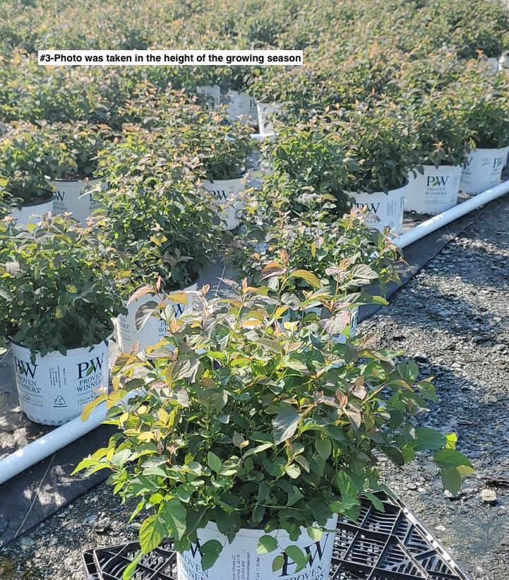 SPIRAEA JAPONICA DOUBLE PLAY `BLUE KAZOO`