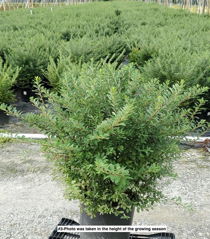 SPIRAEA NIPPONICA `SNOWMOUND`