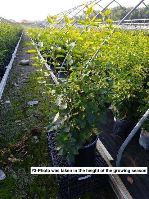 SYRINGA `MAIDEN`S BLUSH`