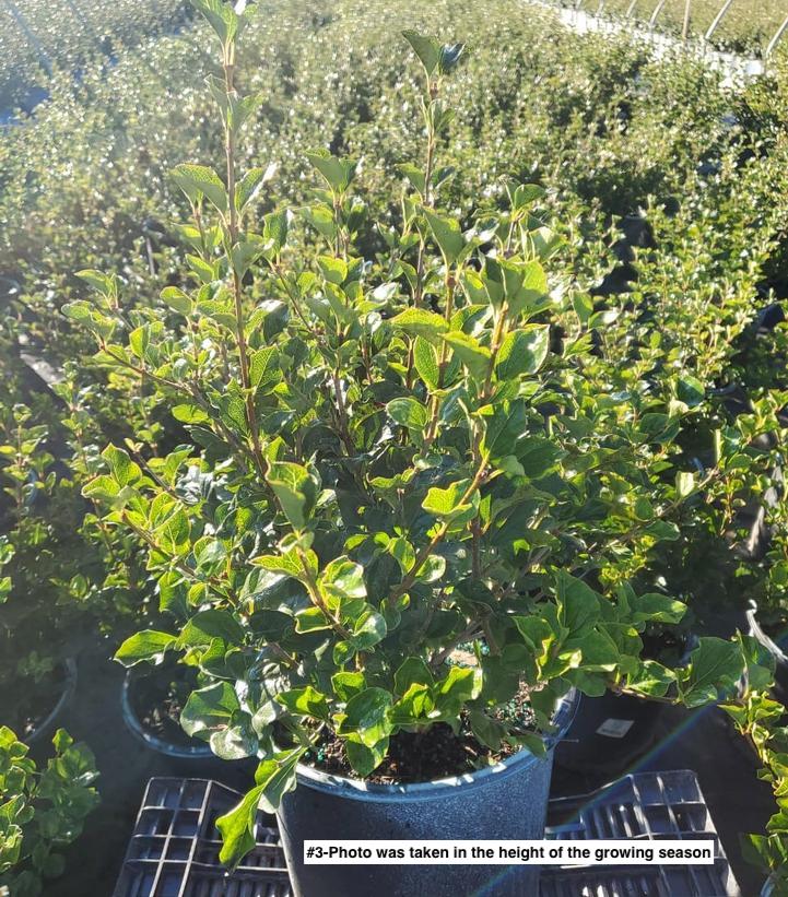 SYRINGA MEYERI `PALIBIN`