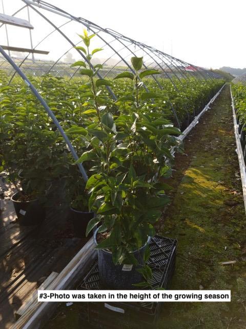 SYRINGA VULGARIS `KRASAVITSA MOSKOY`