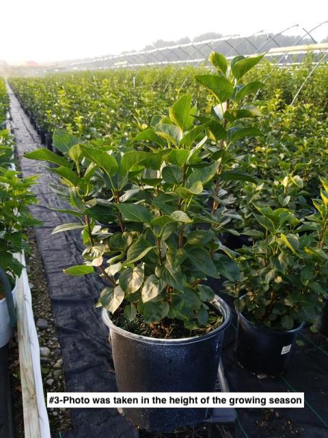 SYRINGA VULGARIS `SENSATION`