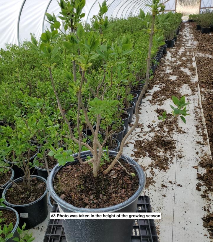 SYRINGA VULGARIS X `PRIMROSE`