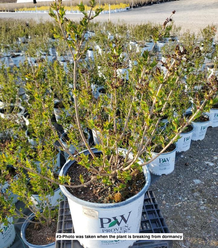 SYRINGA PATULA `BABY KIM`