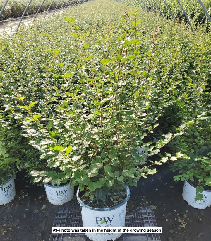 SYRINGA X BLOOMERANG `DARK PURPLE`