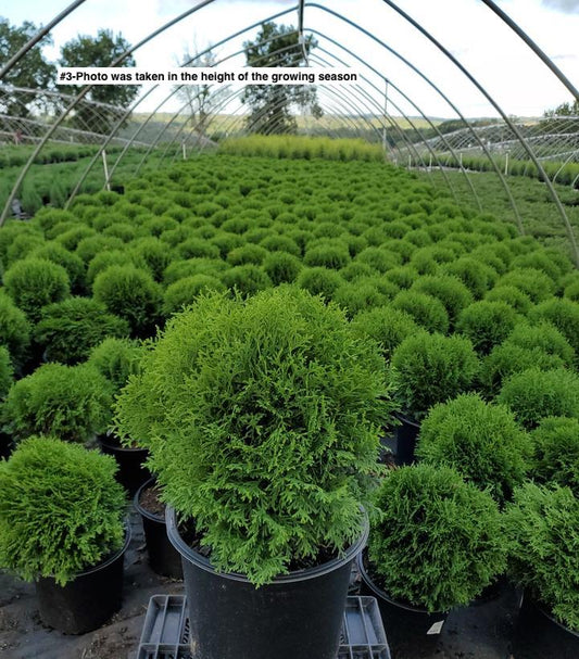 THUJA OCCIDENTALIS `LITTLE GIANT`