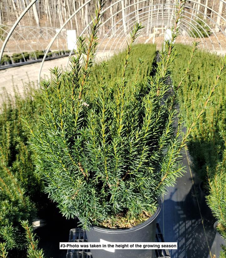 TAXUS X MEDIA `HICKSII`