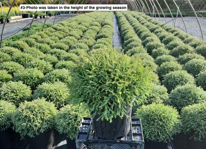 THUJA `MR. BOWLING BALL`