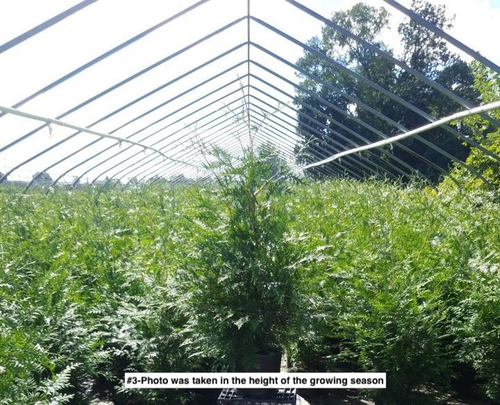 THUJA X `GREEN GIANT`