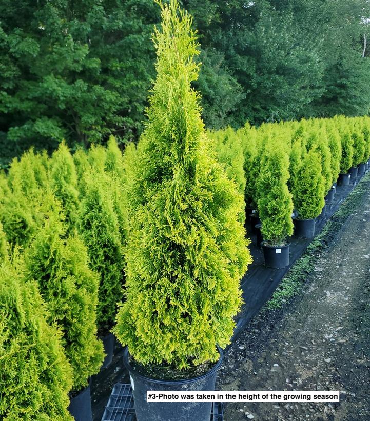 THUJA OCCIDENTALIS `AMBER GOLD`