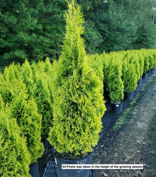 THUJA OCCIDENTALIS `AMBER GOLD`