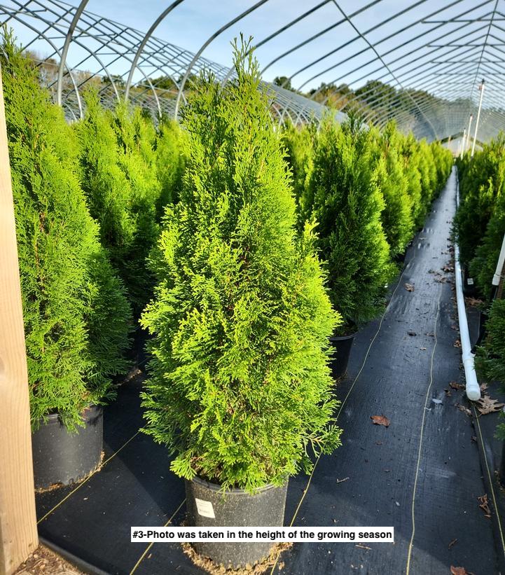 THUJA OCCIDENTALIS `SMARAGD`