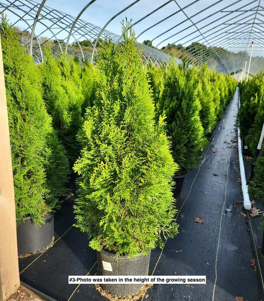 THUJA OCCIDENTALIS `SMARAGD`