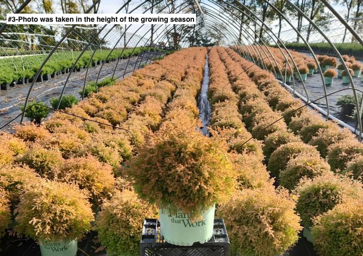 THUJA OCCIDENTALIS `FIRE CHIEF`