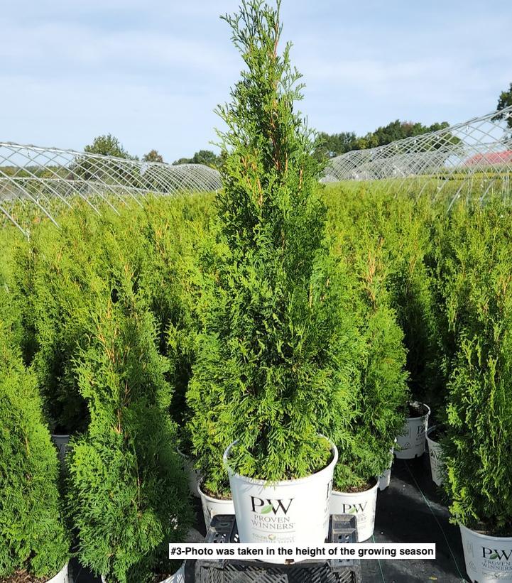 THUJA OCCIDENTALIS `NORTH POLE`