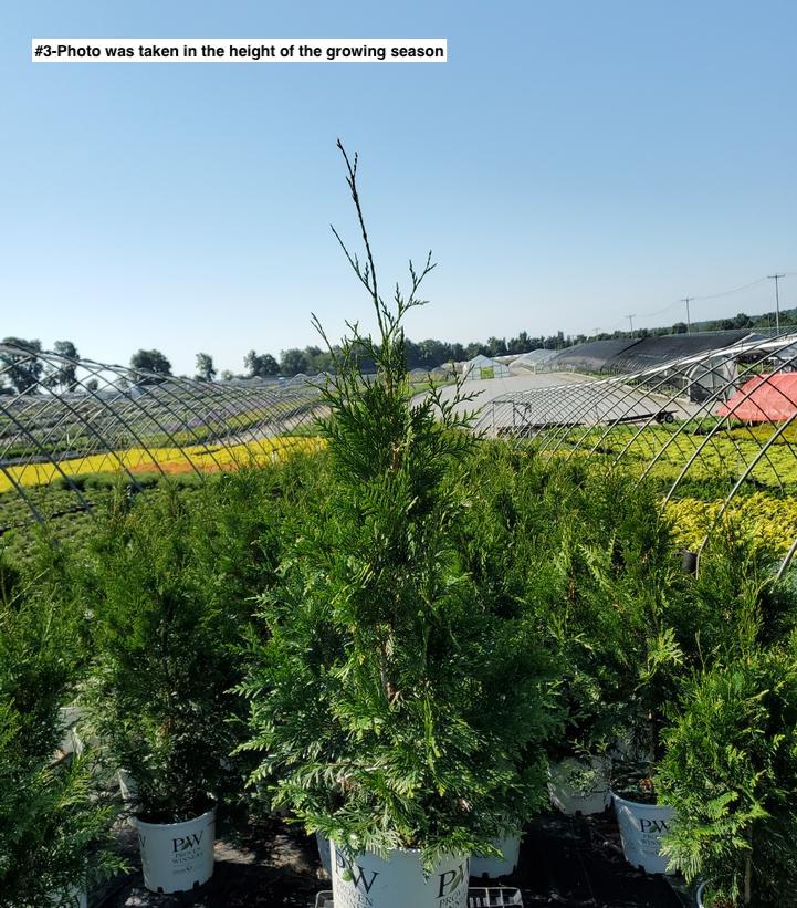 THUJA PLICATA `SPRING GROVE`