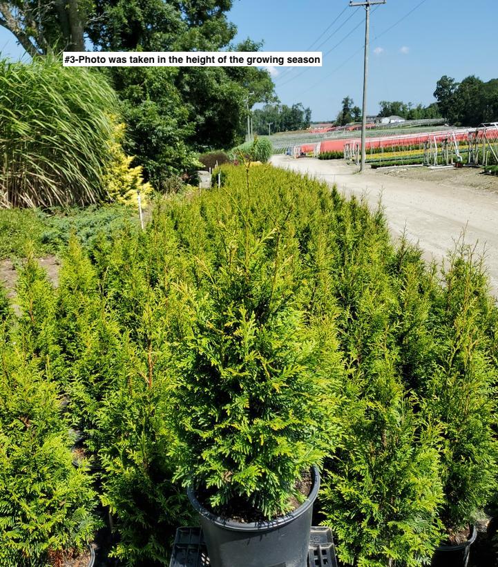 THUJA `JUNIOR GIANT`