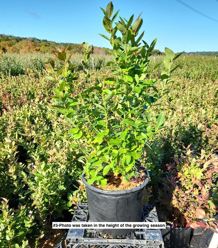VACCINIUM CORYMBOSUM `POLARIS`