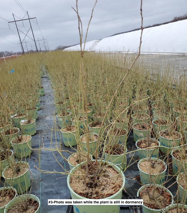 VACCINIUM CORYMBOSUM `BLUE JAY`