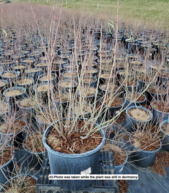 VACCINIUM CORYMBOSUM `DUKE`
