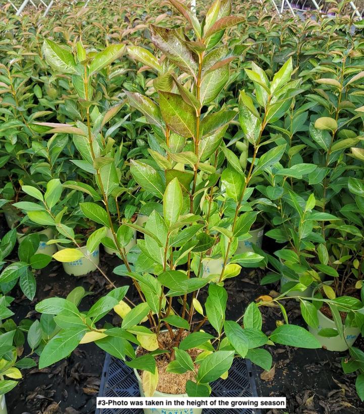 VIBURNUM NUDUM `WINTERTHUR`