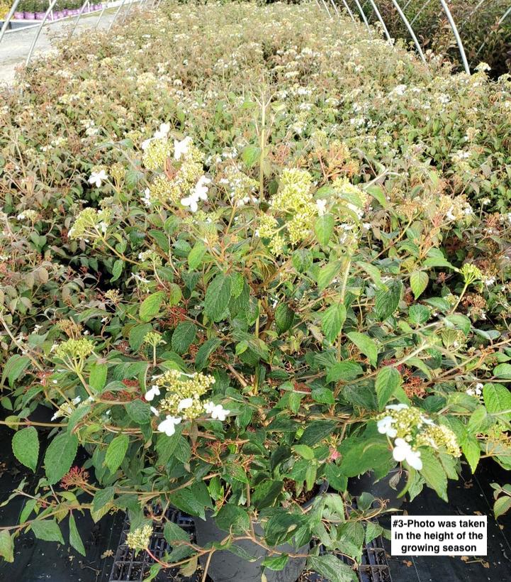 VIBURNUM P. T. `SUMMER SNOWFLAKE`