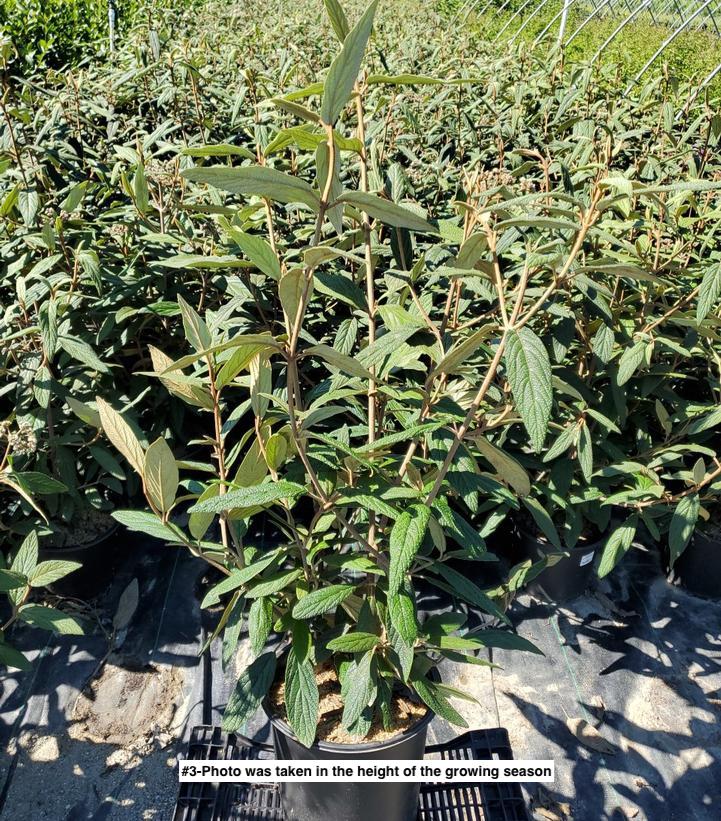 VIBURNUM RHYTIDOPHYLLUM