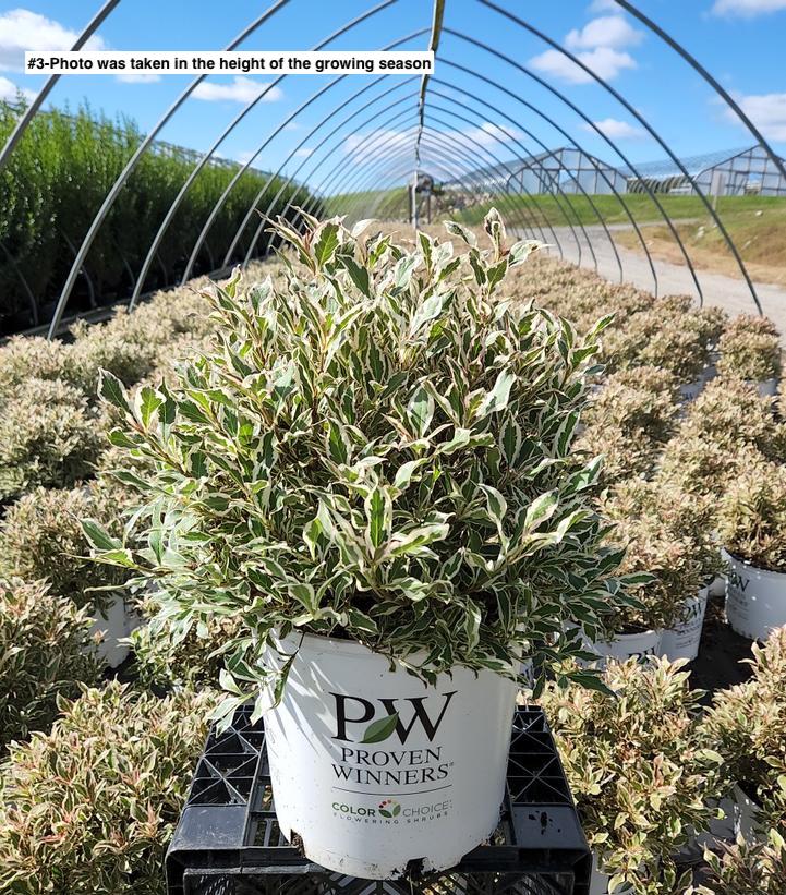 WEIGELA `MY MONET PURPLE EFFECT`