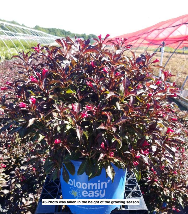 WEIGELA X `ELECTRIC LOVE`