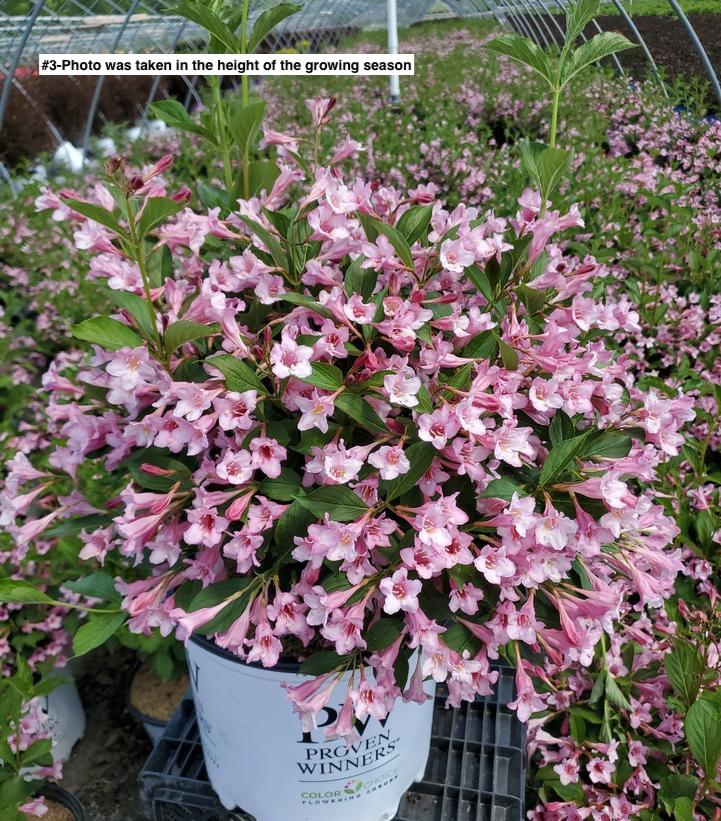 WEIGELA `SONIC BLOOM PURE PINK`