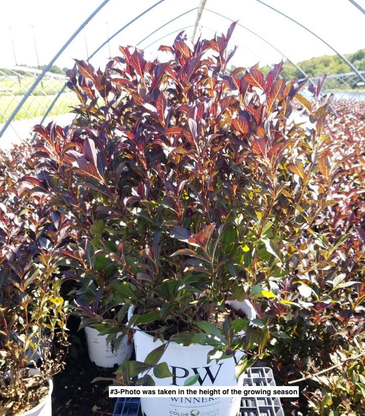 WEIGELA `WINE & ROSES`
