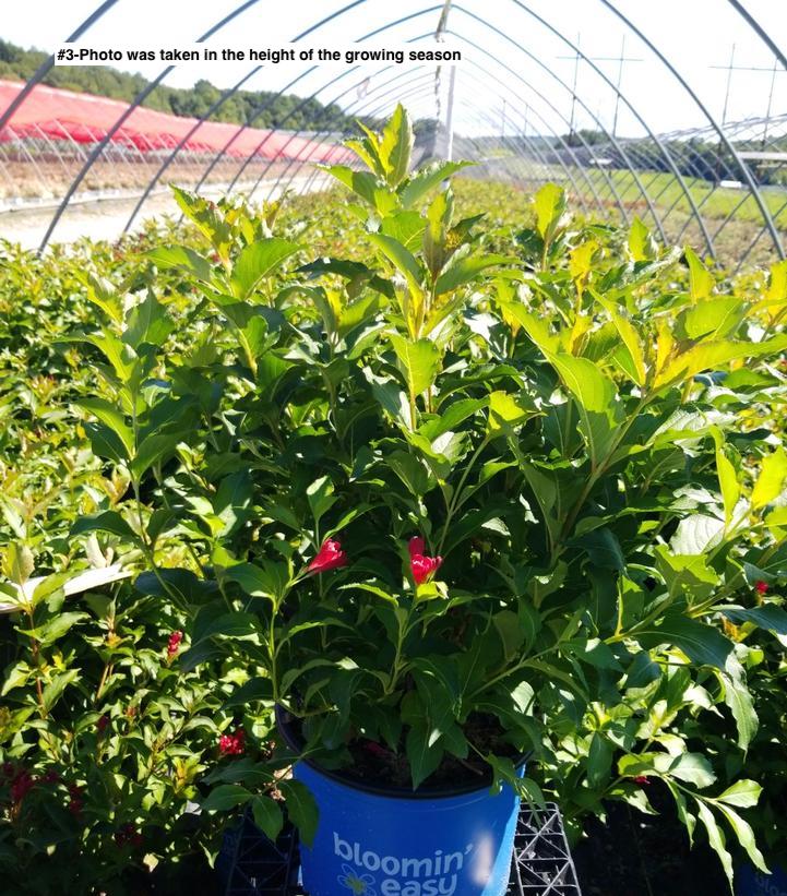 WEIGELA X `MAROON SWOON`