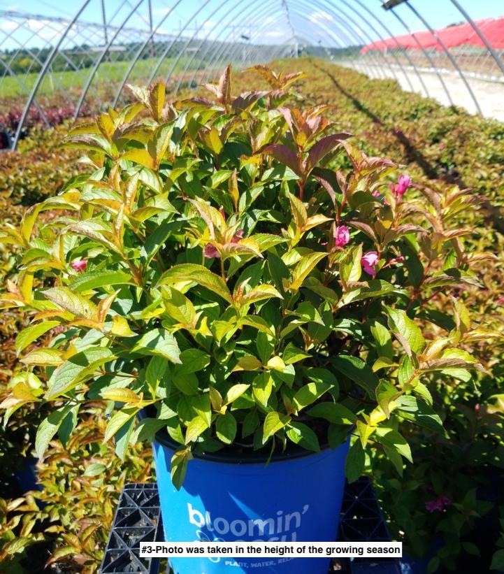 WEIGELA X `STROBE`